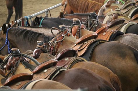 Horses Standing In A Line Waiting Their Turn Stock Photo
