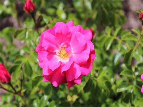 Standard Rose Flower Carpet Pink Buy Online Ashwood Nurseries