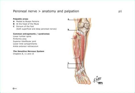 Peroneal Nerve Anatomy And Palpation