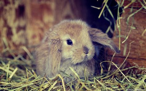Cute Fluffy Bunny Hd Desktop Wallpaper Animals Bunny