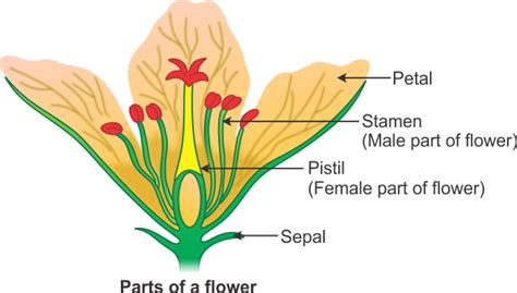 Most flowers are hermaphrodite where they contain both male and female parts. briefly describe all reproductive parts of angiosperms ...