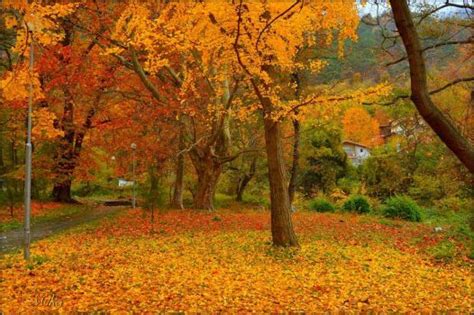 Magical Autumn By Mamamika Autumn Scenery Scenery Pretty Trees