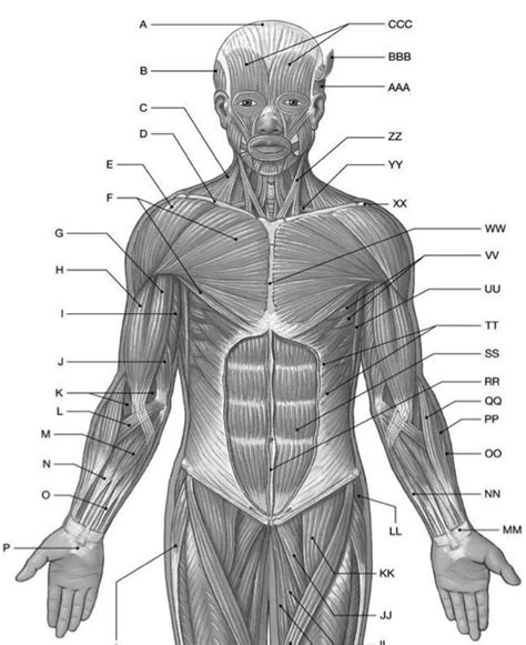 Superficial Axial And Appendicular Muscles Diagram Quizlet