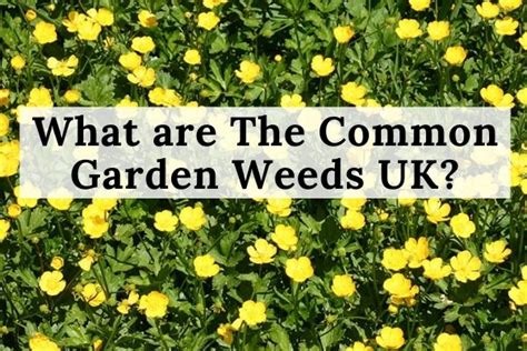 Common Weeds In Uk Gardens
