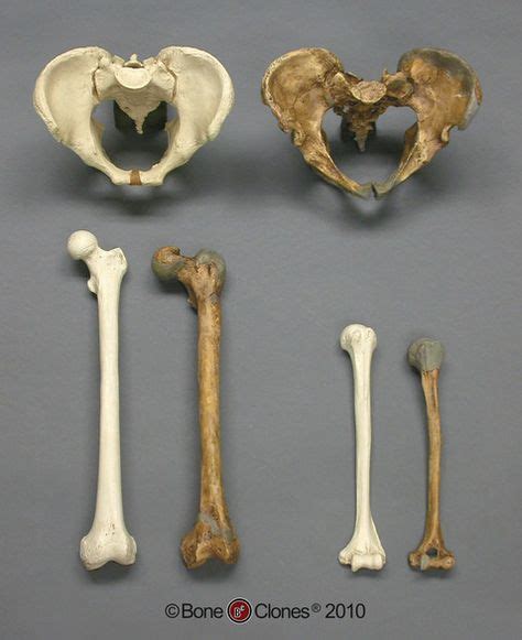 Neanderthal And Modern Homo Sapiens Comparative Set Bone Clones Inc