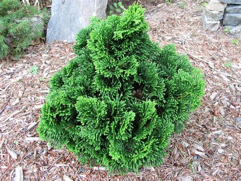 Dwarf Hinoki Cypress Fast Growing Trees Evergreen Plants Hinoki Cypress