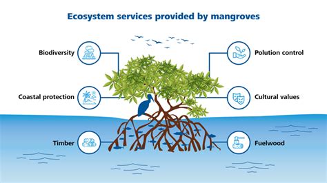From Mangroves To Monkeys How Nature Based Solutions Can Protect