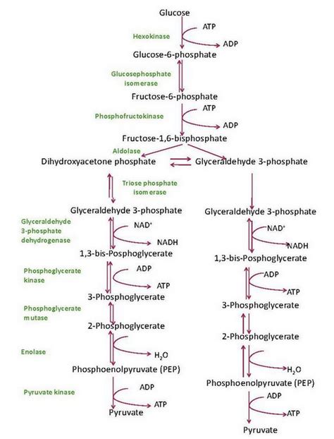 Glycolysis Chart