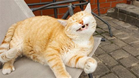 Funny Cat Laughing Stock Image Image Of Fluffy Laughing 198337119