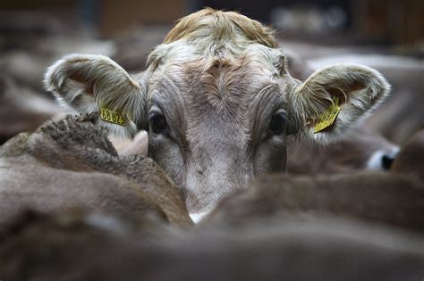 Atypical Mad Cow Disease Detected In Alabama Ars Technica
