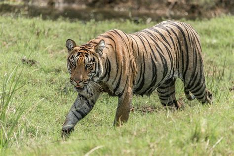 Bengal Tiger Walks Right To Left On Grassy Riverbank Photograph By Ndp