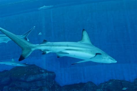 Blacktip Shark Carcharhinus Limbatus Zoochat