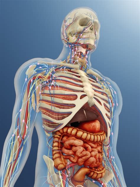 Find out what they all do in this bitesize science video for ks3. Transparent human body with internal organs, nervous ...