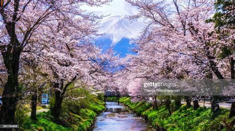 Japanese Cherry Blossom With Mt Fuji At Omiya Bridge In Oshino Hakkai