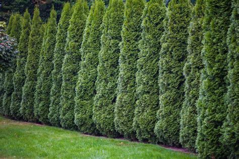 Everything You Need To Know About Emerald Green Arborvitae Trees This