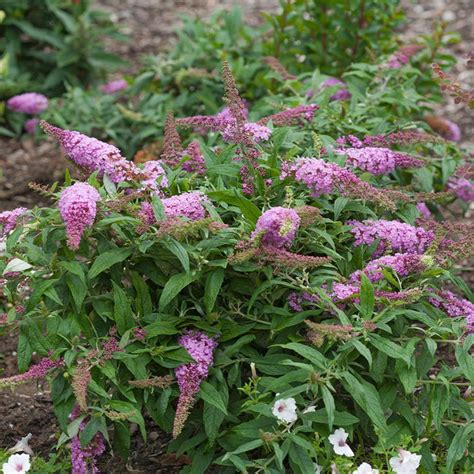 Pugster Pink Butterfly Bushes For Sale