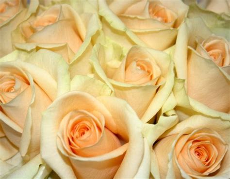 Peach Avalanche Roses Rose Peach Planting Roses