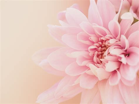 Dahlia Flower On Light Pink Background · Free Stock Photo