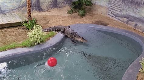 Keeper Connections Penny The Alligators New Exhibit Youtube