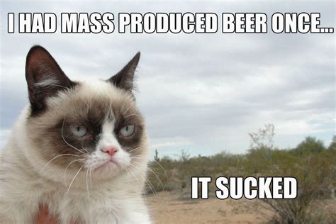 Cat Meme Quote Funny Humor Grumpy Beer Wallpapers Hd Desktop