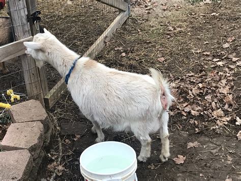 Pregnant Goat Swollen Back End The Goat Spot Forum