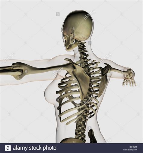 Bones of the cranium and the sesamoid bones. Three dimensional view of female upper back and skeletal system Stock Photo: 57643629 - Alamy