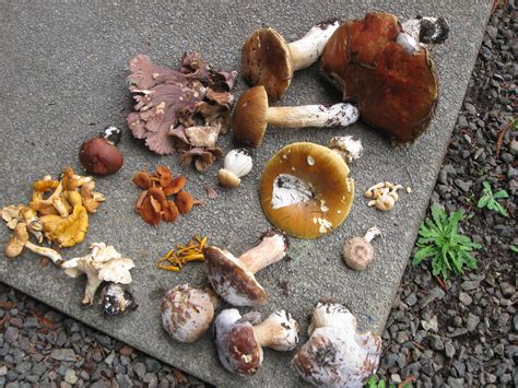 Edible Wild Mushrooms Mendonoma Sightings