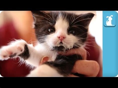Weaning a young kitten from the bottle requires patience and persistence. Easy Listening Kitten Bottle Feeding - Kitten Love - YouTube