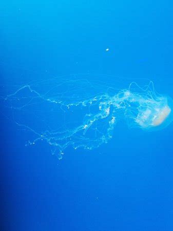 We did not find results for: National Aquarium (Baltimore) - All You Need to Know Before You Go (with Photos) - TripAdvisor