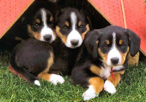 Entlebucher Mountain Dog Dog Breed Characteristic Daily And Care Facts