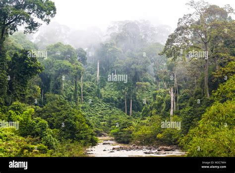 Mist And River Through Tropical Rainforest Sabah Borneo Malaysia Stock