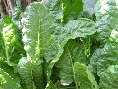 Growing Organic Spinach At Home A Full Guide Gardening Tips