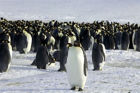 Rezervat Na Antarktiki Misija Nemogoče