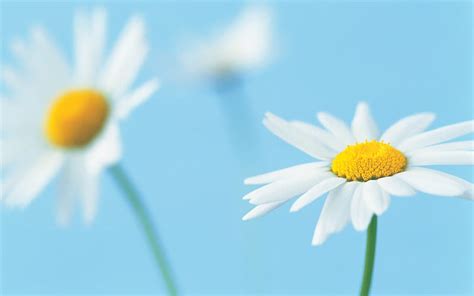 Two White Daisies Pairs Hd Wallpaper Peakpx