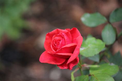 Single Red Rose Cc0photo