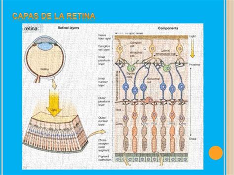 Células De La Retina
