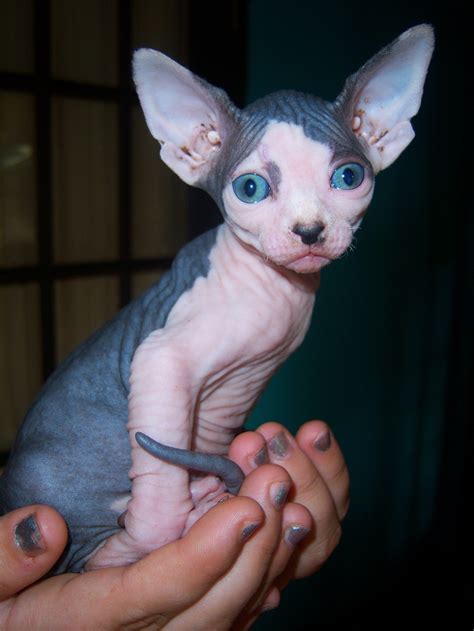 Spa City Sphynx-Arkansas' Premier Sphynx Breeder - Home