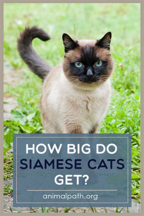 How Big Do Siamese Cats Get Ryan Fritzs Coloring Pages