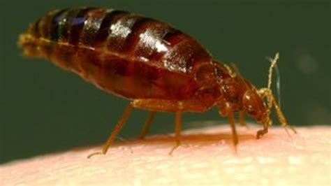 Hairy Limbs Keep Bed Bugs At Bay Bbc News