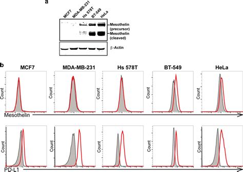 Evaluation Of Mesothelin And Pd L1 Expression In Various Cancer Cell