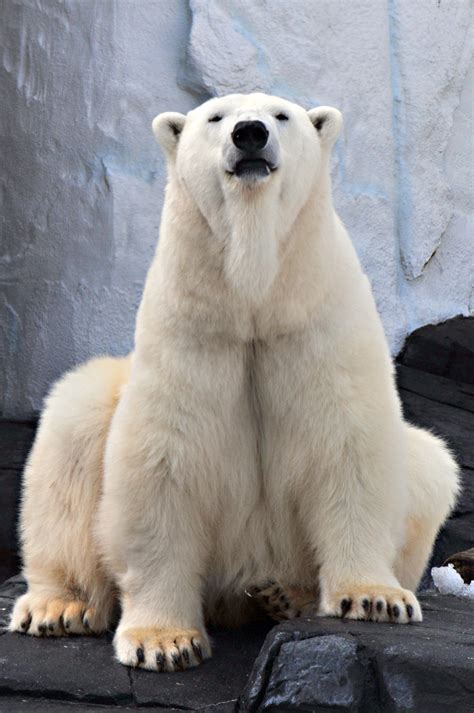 Seaworld Inseminates Polar Bear After Failed Mating Attempts Times Of