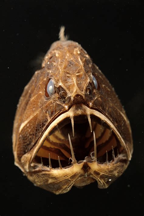 30 Most Terrifying Deep Sea Creatures