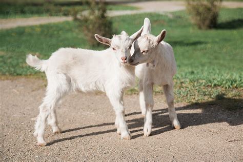 Spring Baby Goats By Justin Mullet Baby Goat Baby Goats Spring