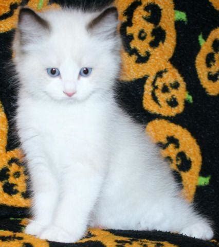 Beautiful friendly female ragdoll cat for sale. Ragdoll kittens for sale - Multiple Supreme Grand Champion ...