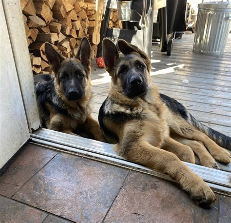 Our puppies have been introduced to loud noises, they are environmentally sound. German Shepherd Puppies For Sale | Visalia, CA #328255