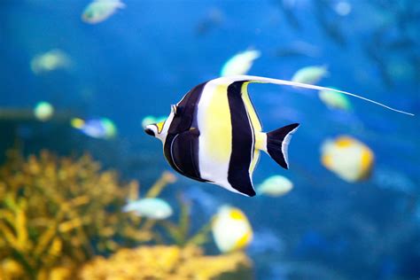 Moorish Idol Fish Tropical Fish Facts Dk Find Out
