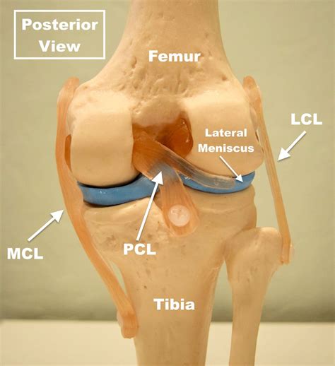 The Pcl Injury Posterior Cruciate Ligament