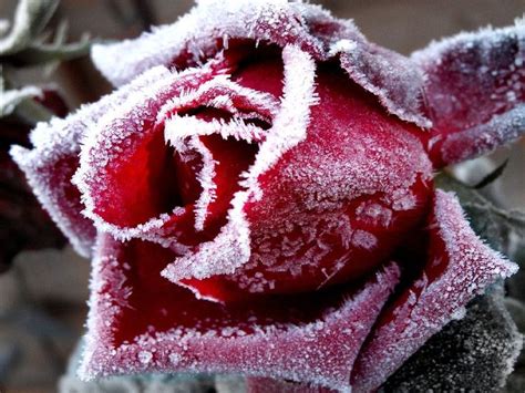Frozen Rose Winter Rose Beautiful Roses