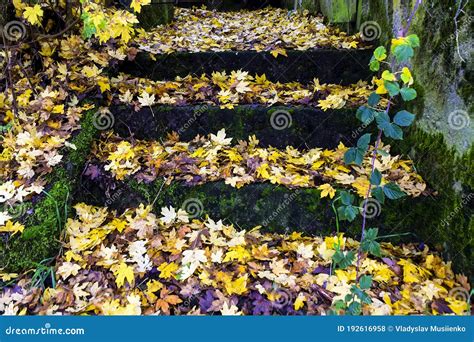 Ancient Stone Stairs Are Covered With Yellow Autumn Leaves Stock Photo
