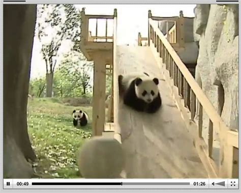 Cute Pandas Playing On A Slide パンダ 動物 可愛すぎる動物